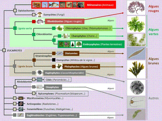 Répartition des divers groupes d’algues eucaryotes, au sens large, dans l’arbre phylogénétique.