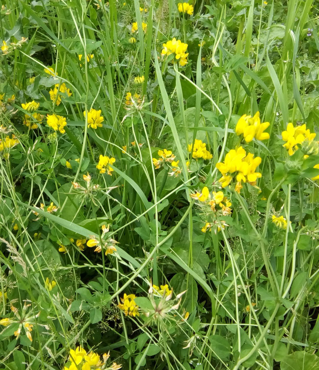 Gewöhnlicher Hornklee (lotus corniculatus) verbirgt sich meist auch im Rasen, duckt sich bei vielgeschnittenem Rasen auf wenige Zentimeter, kann aber bei freier Entfaltung auch etwa 30 bis 40 cm hoch werden.