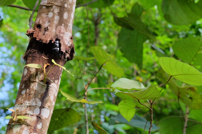 Nord Laos - Insectes