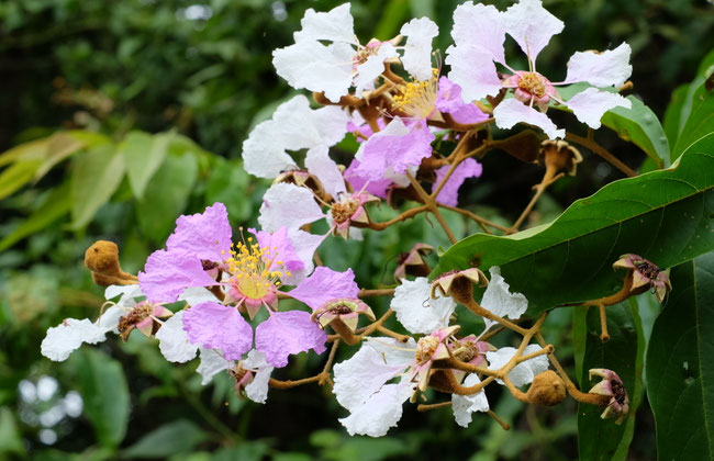 Sud Phongsaly - Flore