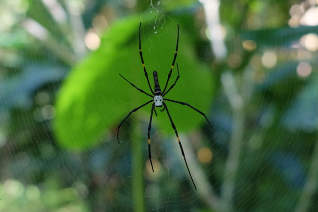Nord Laos - Araignées
