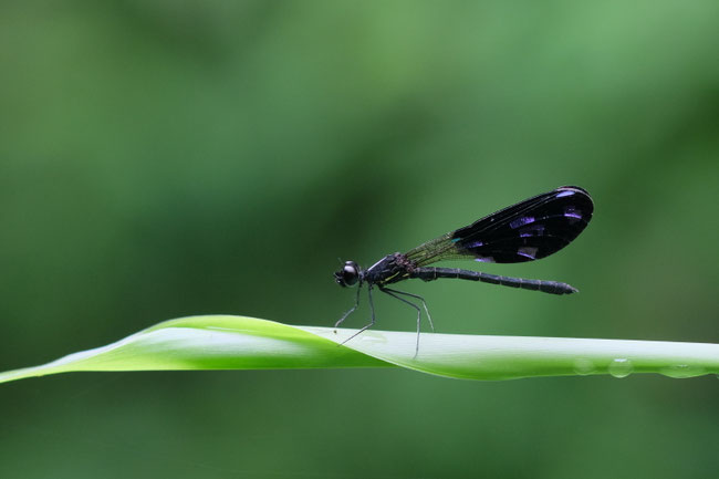 Nord Laos - Insectes