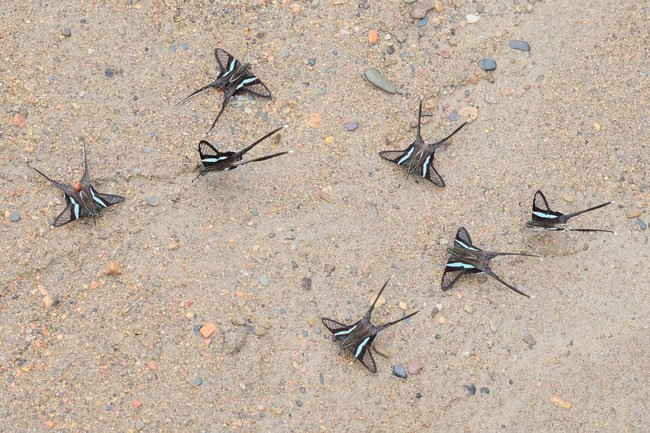 Nord Laos - Papillons