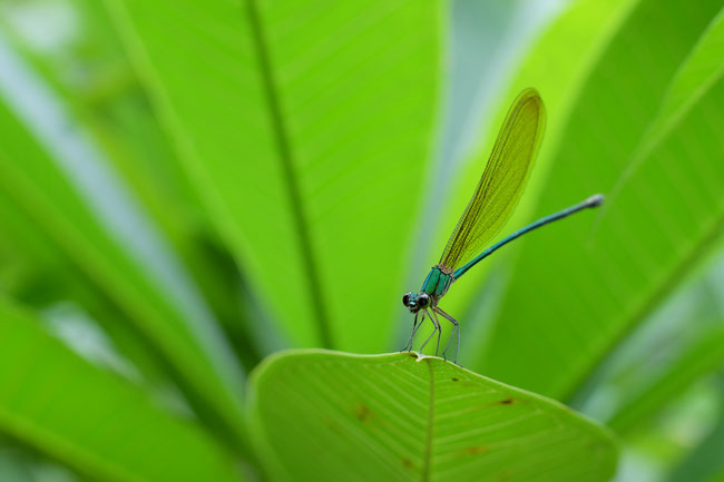 Nord Laos - Insectes
