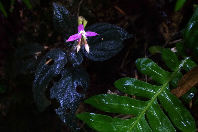 Sud Phongsaly - Flore