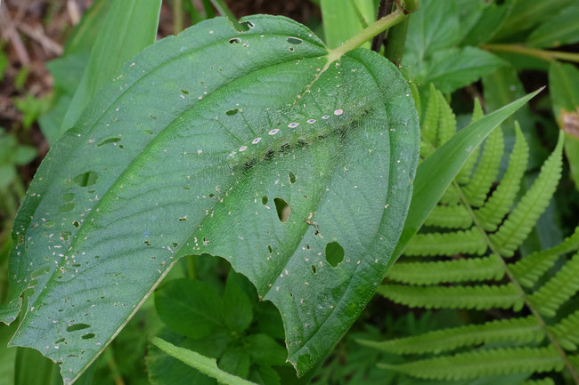 Nord Laos - Insectes