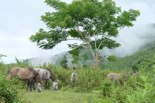 Sud Phongsaly - Reportage