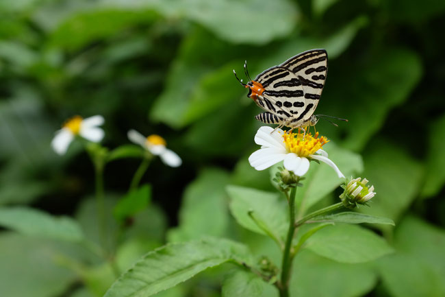 Nord Laos - Papillons