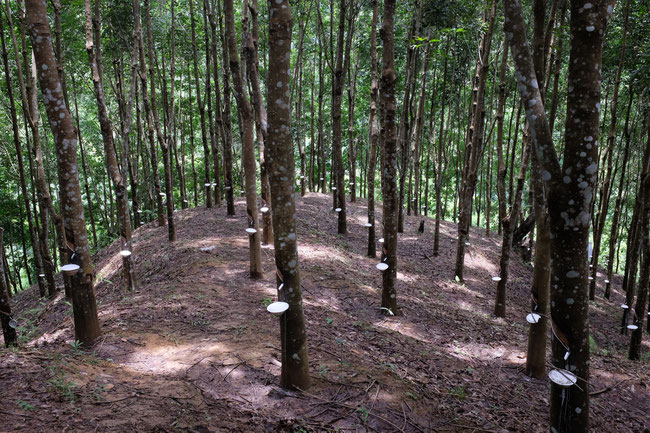 Sud Phongsaly - Reportage
