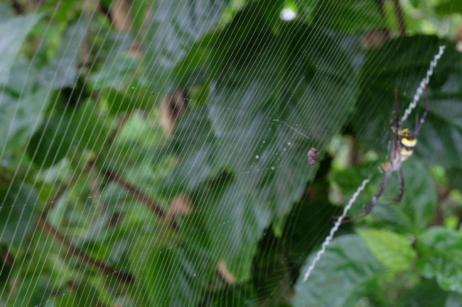Nord Laos - Araignées