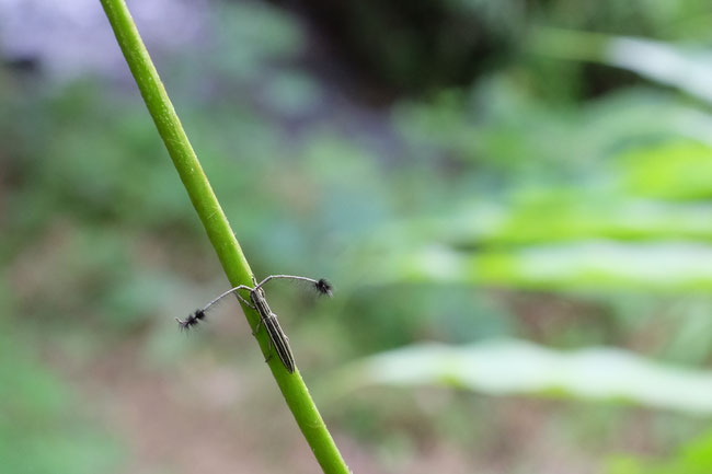 Nord Laos - Insectes