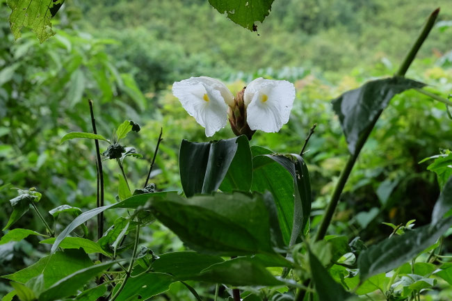 Sud Phongsaly - Flore