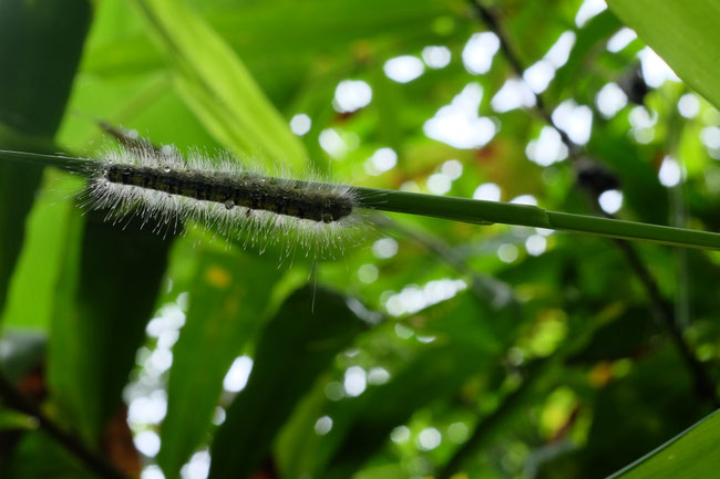 Nord Laos - Insectes