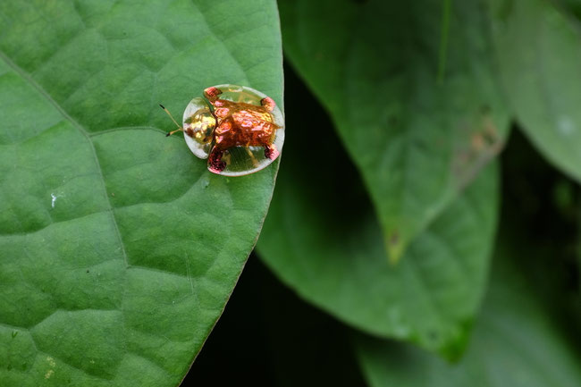 Nord Laos - Insectes