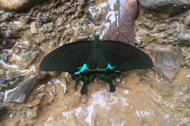 Nord Laos - Papillons