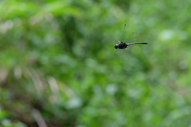 Nord Laos - Insectes