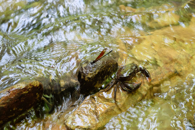 Sud Phongsaly - Insectes