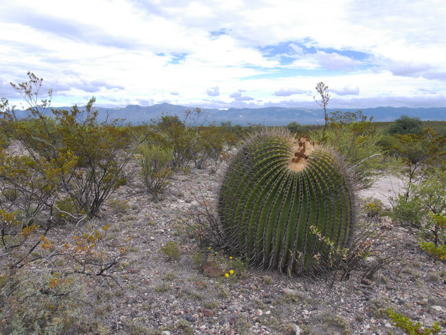All kinds of cactuses and plants trying to hurt you with their spines