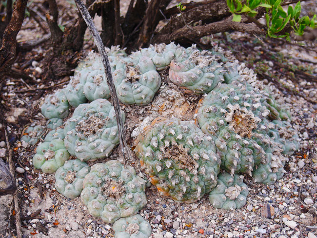 A happy peyote family