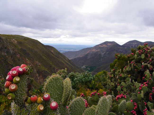 Blooming cactus flowers in Real de Catorce