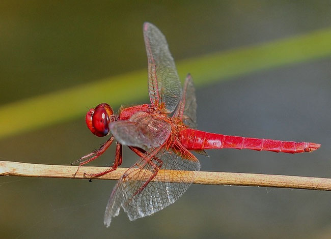 Feuerlibelle (Crocothemis erythraea)