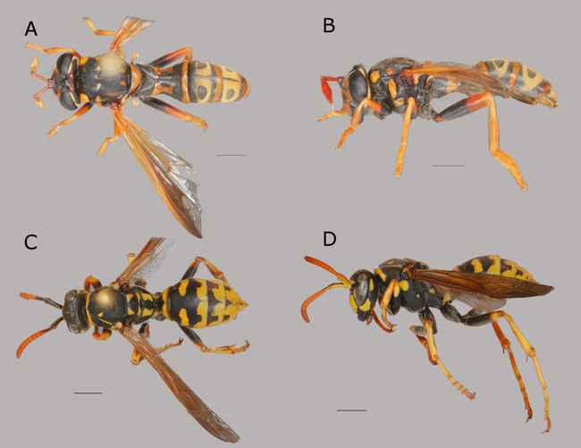 Mimicry The website of Syrphidae in trees