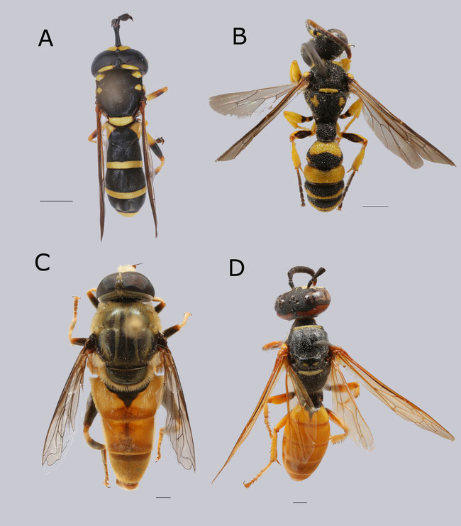 Mimicry The website of Syrphidae in trees