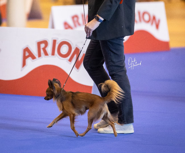 Russkiy toy en exposition ; petit chien russe en exposition ; champion russkiy toy ;