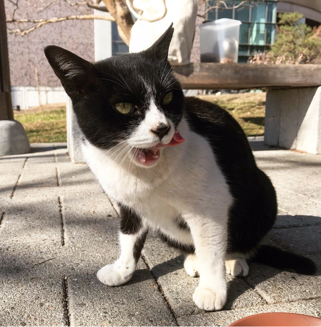 現在、定期的に餌を食べにきているのはナナちゃん(7歳)だけである