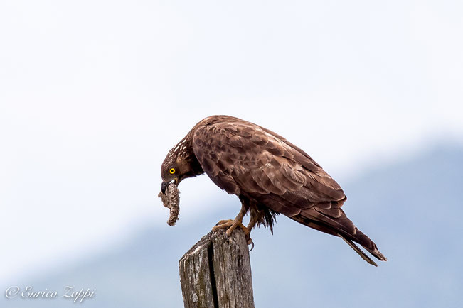 Il falco pecchiaiolo (Pernis apivorus (Linnaeus, 1758)) qui ripreso appena dopo aver bottinato un favo di cui ne ha preso un pezzo per alimentarsi con le larve contenute nelle varie cellette.