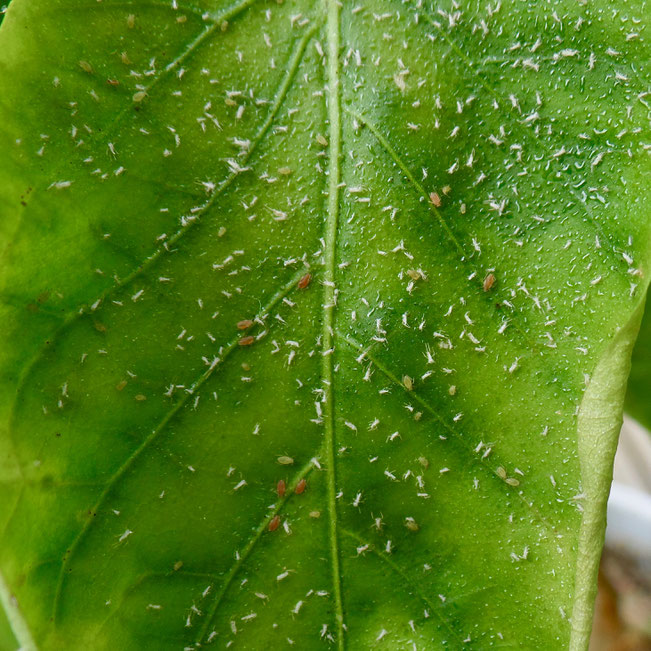 witte vlieg, bladluis, honingdauw, paprika plant