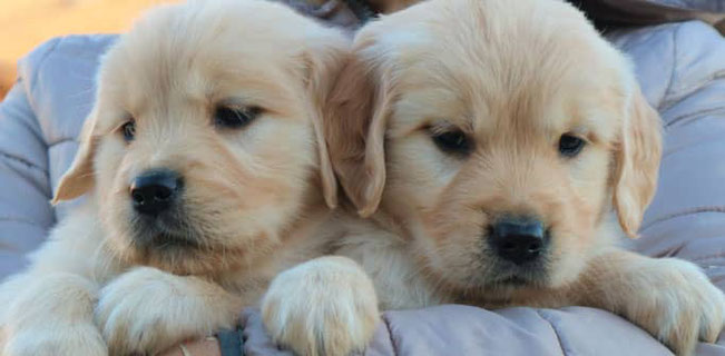 Cuccioli di golden retriever di allevamento in vendita.