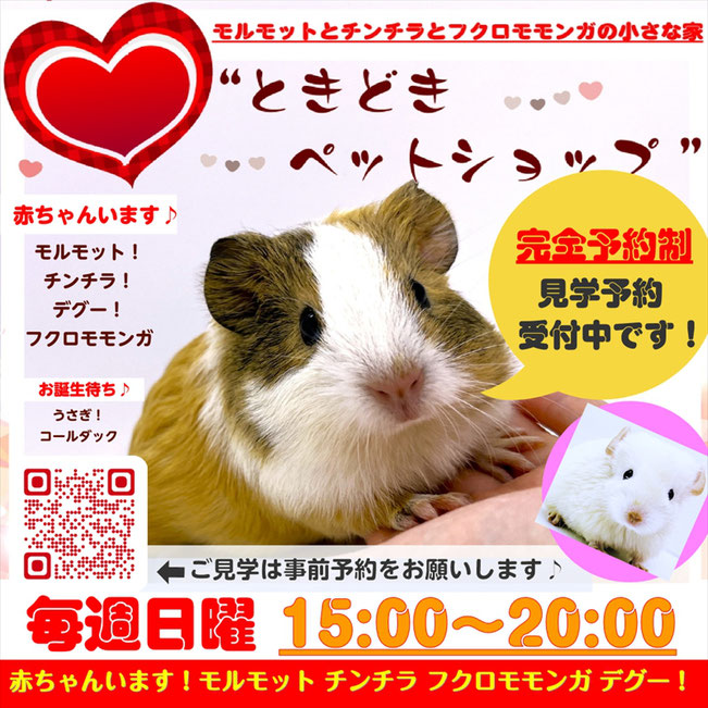 ホーム - モルモット販売 - モルモットとチンチラと