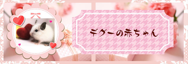 ときどきペットショップにいるデグーの赤ちゃんたちのご紹介♪