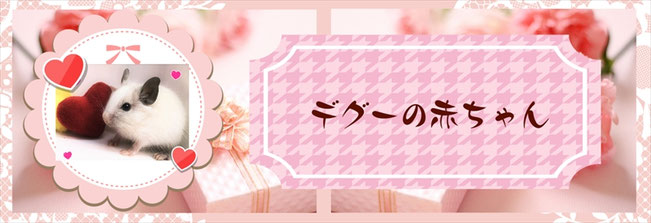 デグー販売情報｜モルモット・小動物の国内ブリード専門店【ときどきペットショップ】茨城県・東京都・埼玉・関東近県からのご来店多数♪