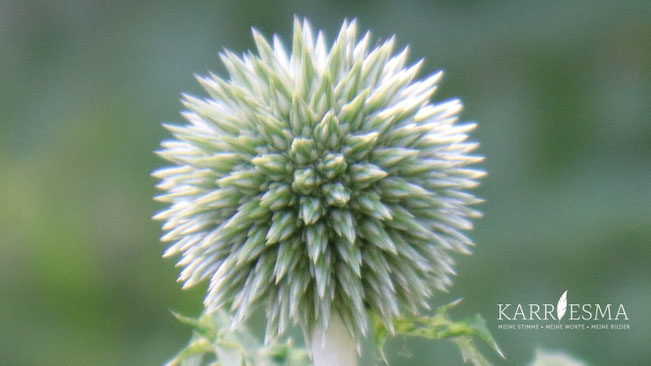 In Andrea´s Garten in Feldbach hat sich mir diese magische Blume gezeigt.