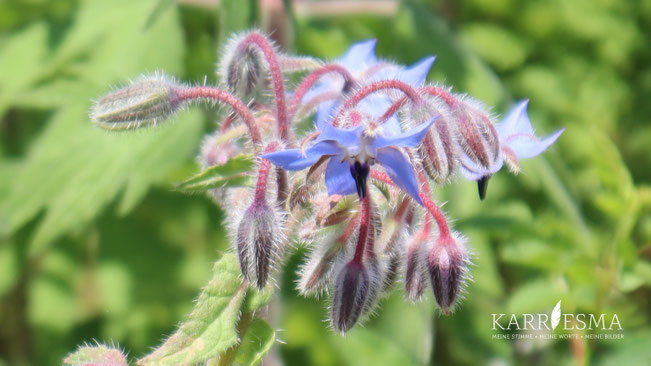 Auf dem Foto in Andrea´s Kräutergarten in Feldbach ist sind wunderschöne Blütendevas zu sehen.