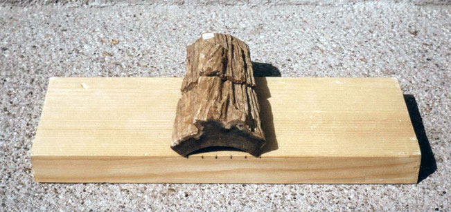 Laurinoxylon sp., Sample VII108 & 109.