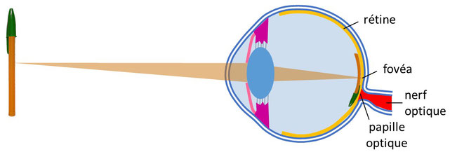 La vision des couleurs - 1,2,3 Couleurs ! Expériences scientifiques et  boutique sur la couleur