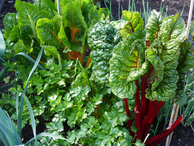 Chard and parsley