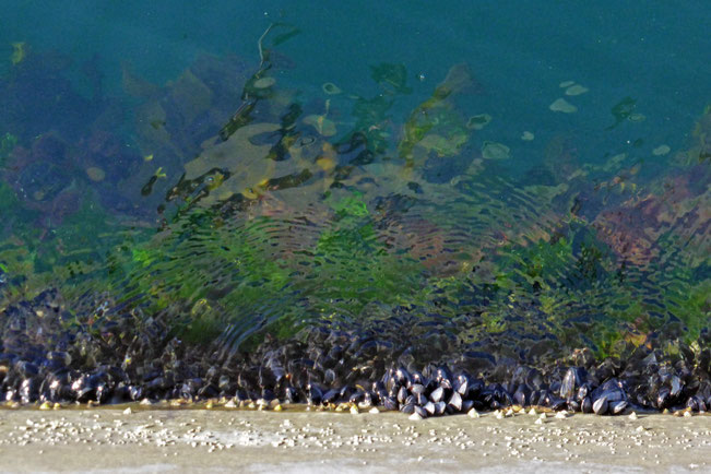 Mussels, kelp, and seaweed