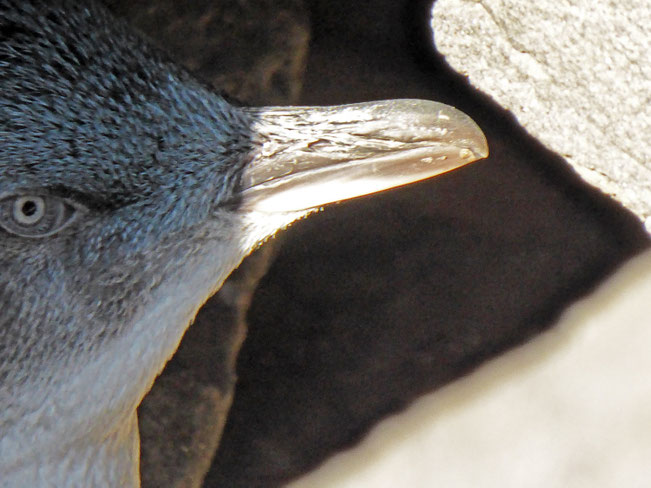 Penguin face