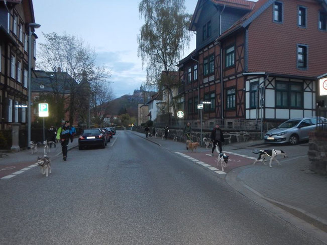 Dogtrekking Dogtrekking Dogtrekking Dogtrekking Elbsandstein-Dogtrekking ESDT Harz-Dogtrekking