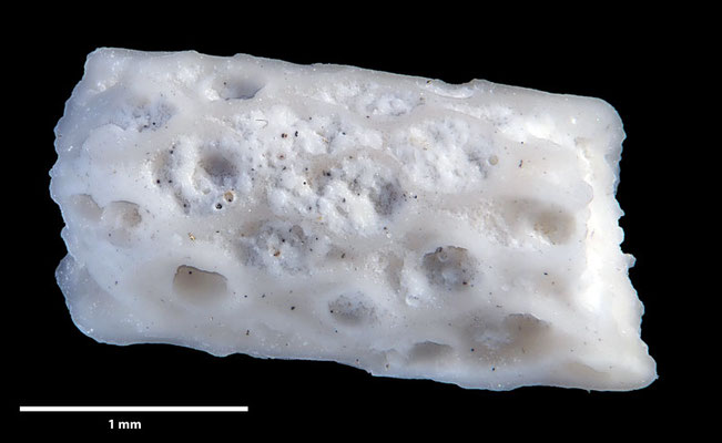 Senckenberg, Bryozoa, Bryozoen, Moostierchen, Sammlung Voigt