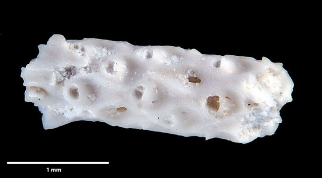 Senckenberg, Bryozoa, Bryozoen, Moostierchen, Sammlung Voigt