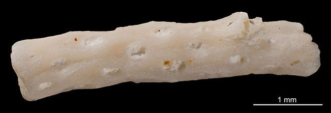 Senckenberg, Bryozoa, Bryozoen, Moostierchen, Sammlung Voigt