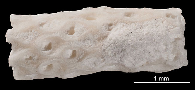 Senckenberg, Bryozoa, Bryozoen, Moostierchen, Sammlung Voigt