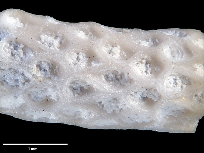 Senckenberg, Bryozoa, Bryozoen, Moostierchen, Sammlung Voigt