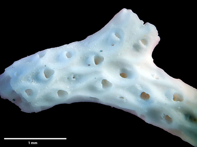 Senckenberg, Bryozoa, Bryozoen, Moostierchen, Sammlung Voigt