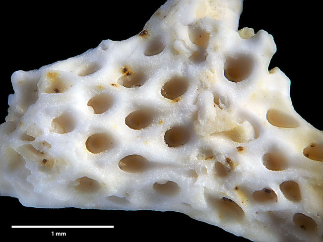 Senckenberg, Bryozoa, Bryozoen, Moostierchen, Sammlung Voigt